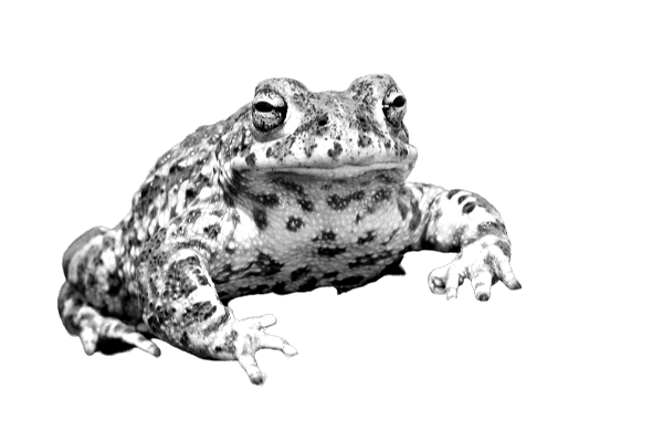 Natterjack toad